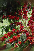 Coffee Cherries