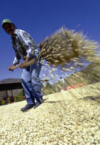 Drying Coffee