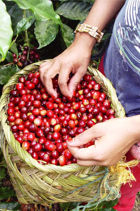 Coffee Cherries